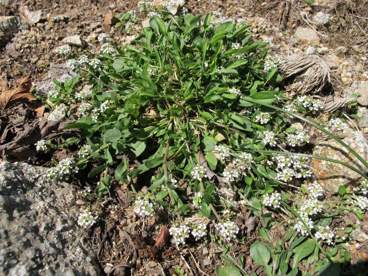 Ruwe Kers plant met kleine witte bloemen