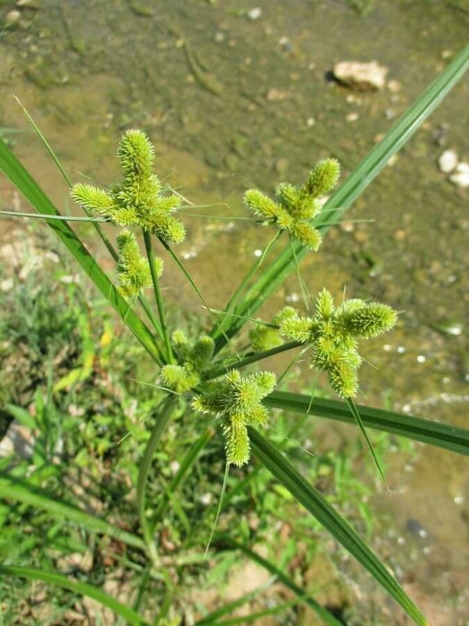Cyperus glomeratus displaying characteristic clustered flower heads