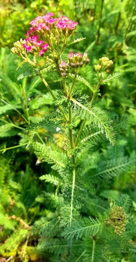 Achillée distante en pleine floraison dans une bordure ensoleillée