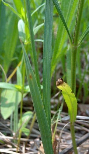 Carex meadii dans son habitat naturel de prairie