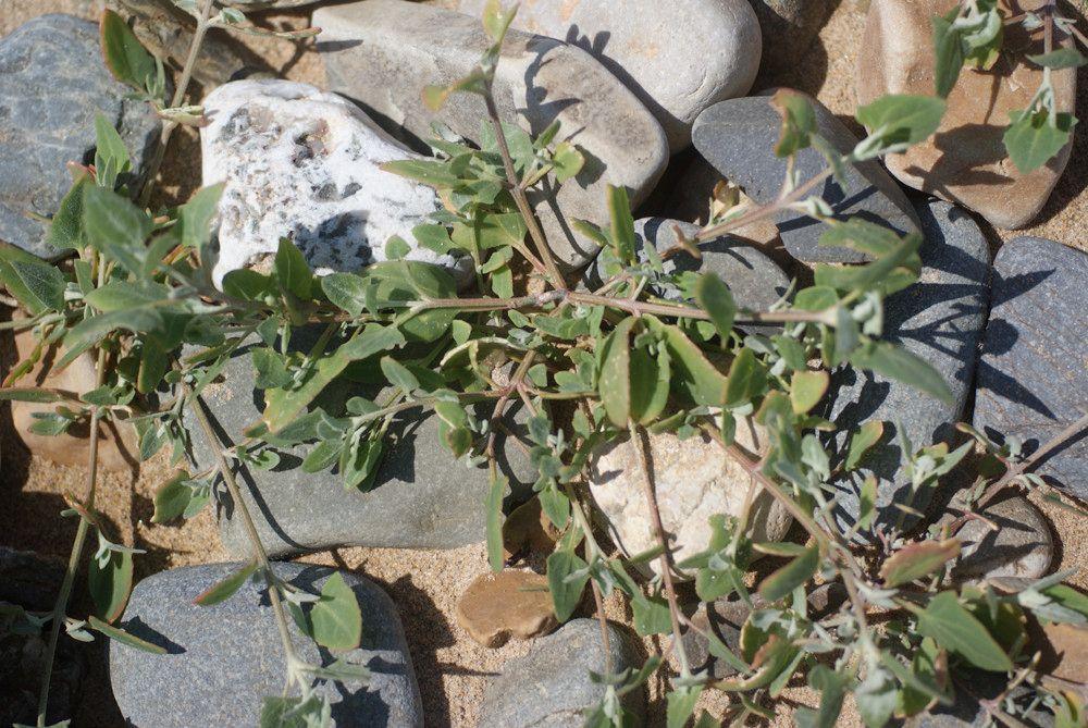 Scotland orache (Atriplex glabriuscula) flowering in late summer on a dune, showing silvery foliage and green flower spikes in a naturalistic garden setting
