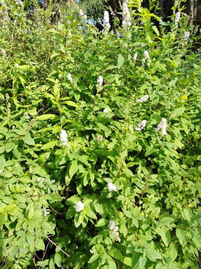 Weißer Spierstrauch in voller Blüte an einer feuchten Beetkante