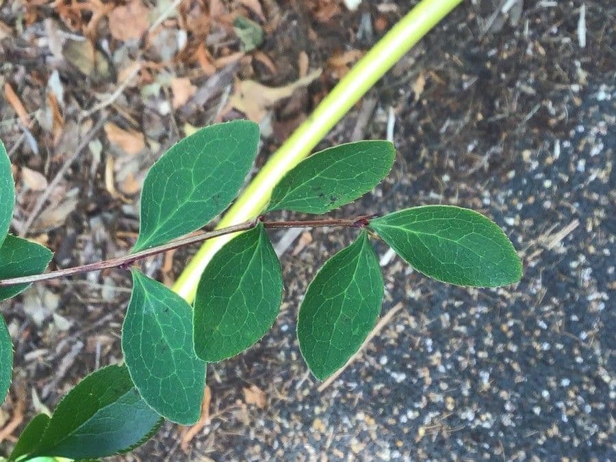 Berberis canadensis mit feinen Dornen und glanzend roten Beeren