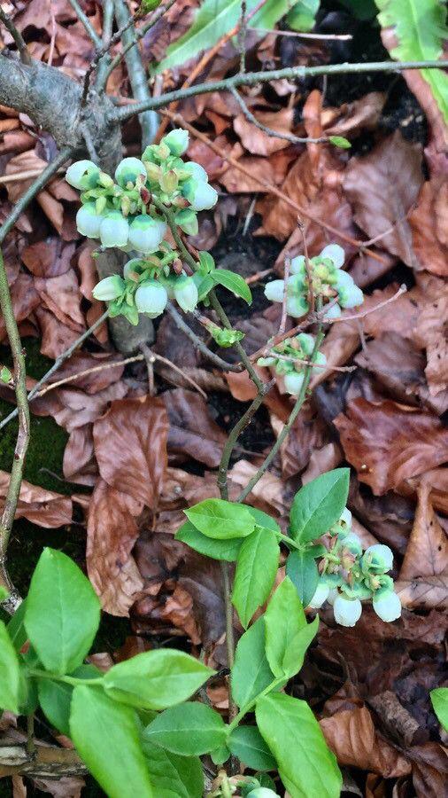 Amerikanische Blueberry-Heidelbeere mit reifen Früchten in der Sonne