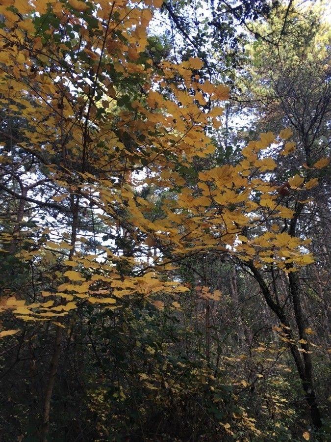 Italienischer Ahorn im Frühling mit hängenden gelben Blütenständen und frischem grünem Laub