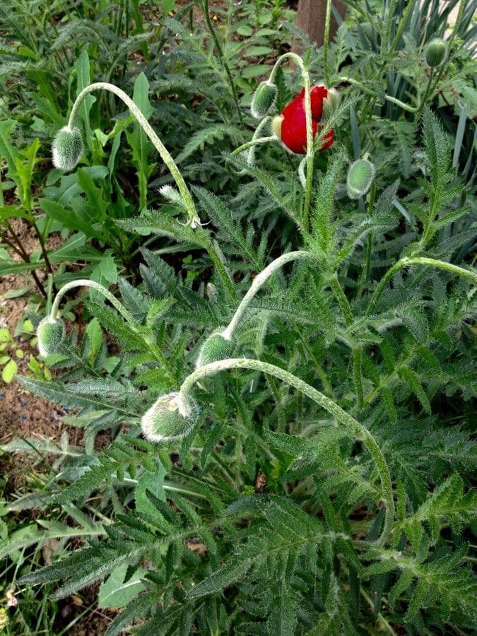 Grandes fleurs de coquelicot oriental rouges avec des centres sombres et du feuillage vert