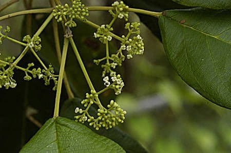 Petitia domingensis, der Capa-blanco-Baum, mit weissen Blutendolden