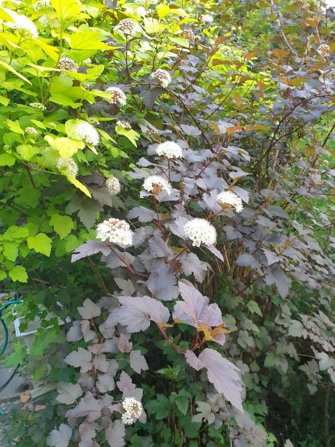 Physocarpus opulifolius flowers and foliage
