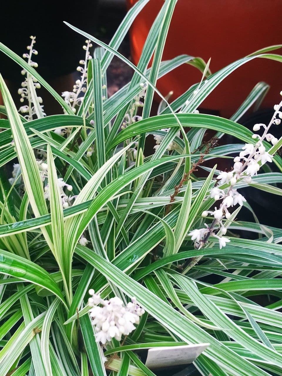 Liriope spicata als wintergruner Bodendecker im Schattenbeet