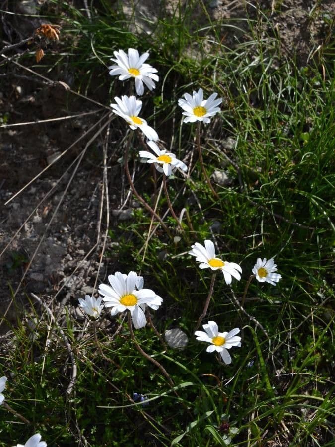 Leucanthemopsis alpina Marguerite des Alpes avec fleurs blanc pur dans cadre alpin naturel