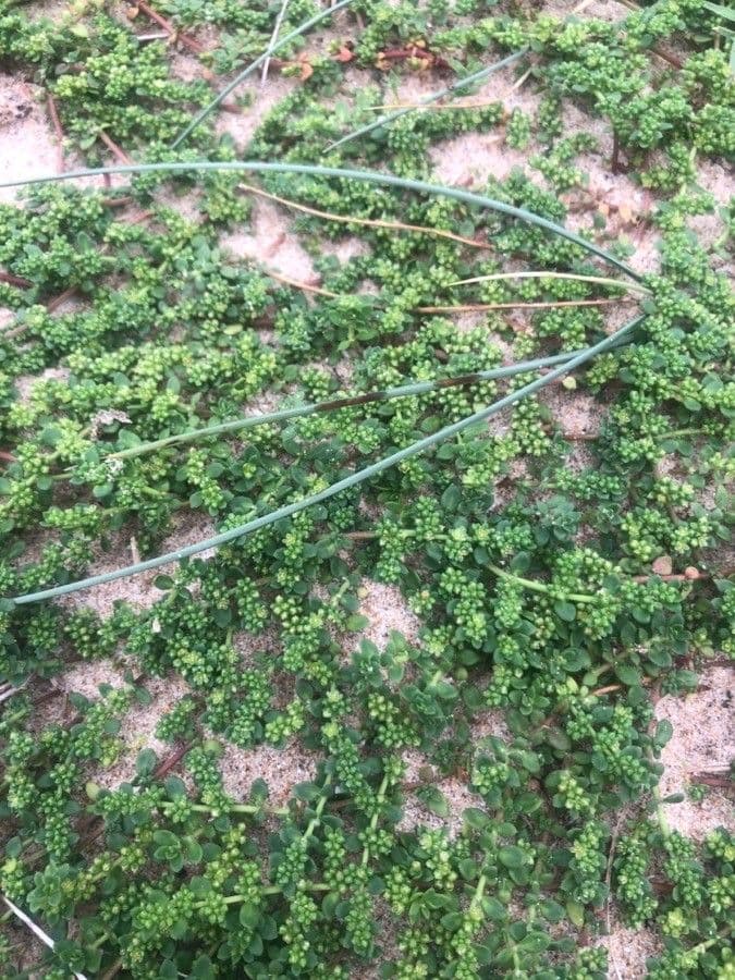 Herniaria ciliolata met dicht laag groen tapijt van kleine blaadjes