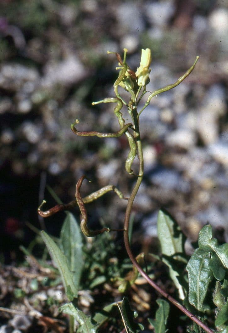 Yellow flowers of Brassica repanda in bloom
