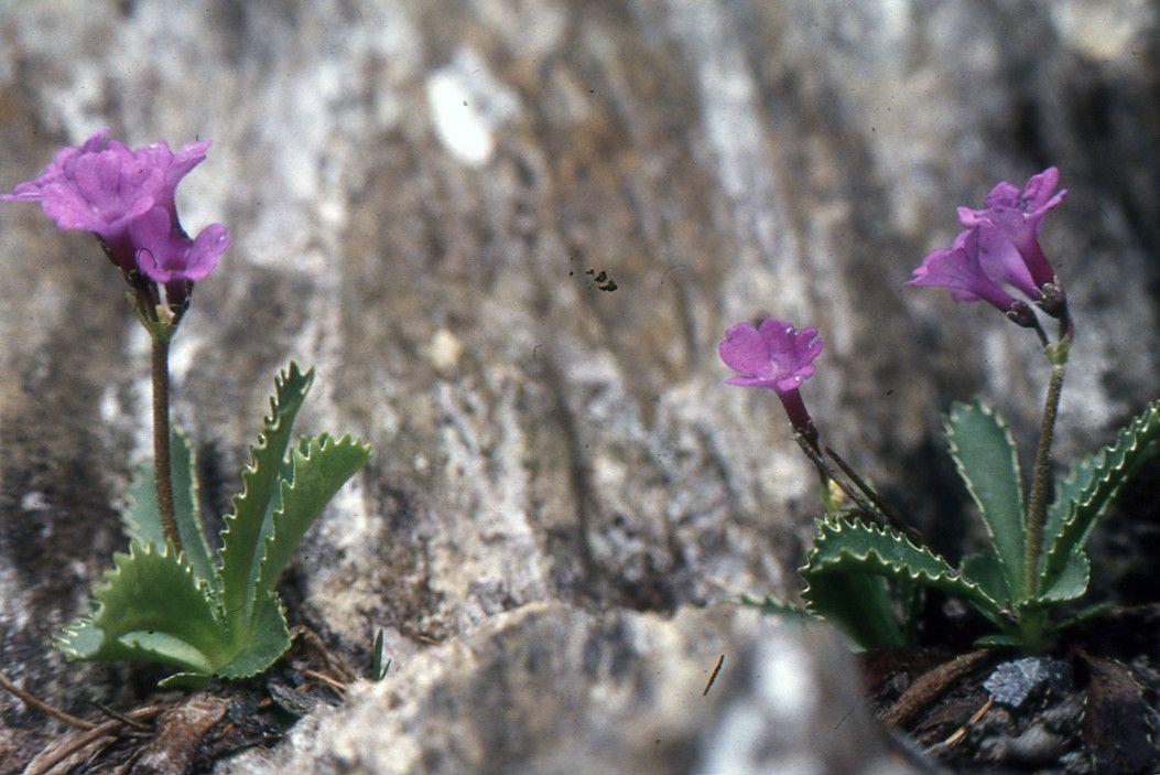 Meeralpenprimel mit violetten Blüten und silbrig gesäumten Blatträndern in einer alpinen, felsigen Gartenumgebung