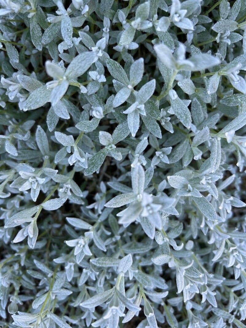 Snow-in-summer with silvery-white flowers and grey foliage