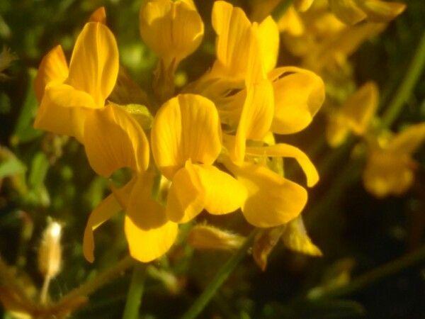 Horseshoe-vetch in full bloom on a sunny, rocky slope