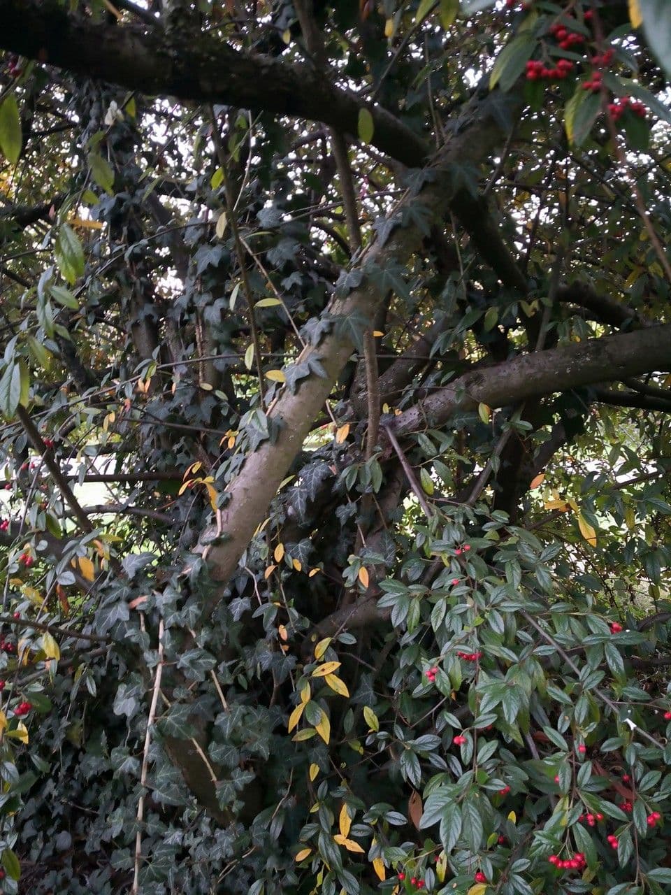 Cotoneaster glabratus Pflanze mit glaenzend Laub und roten Beeren