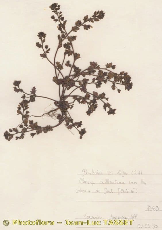 Veronica praecox in volle bloei met blauwe bloemen
