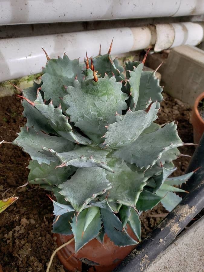 Agave potatorum rosette with silvery-blue foliage