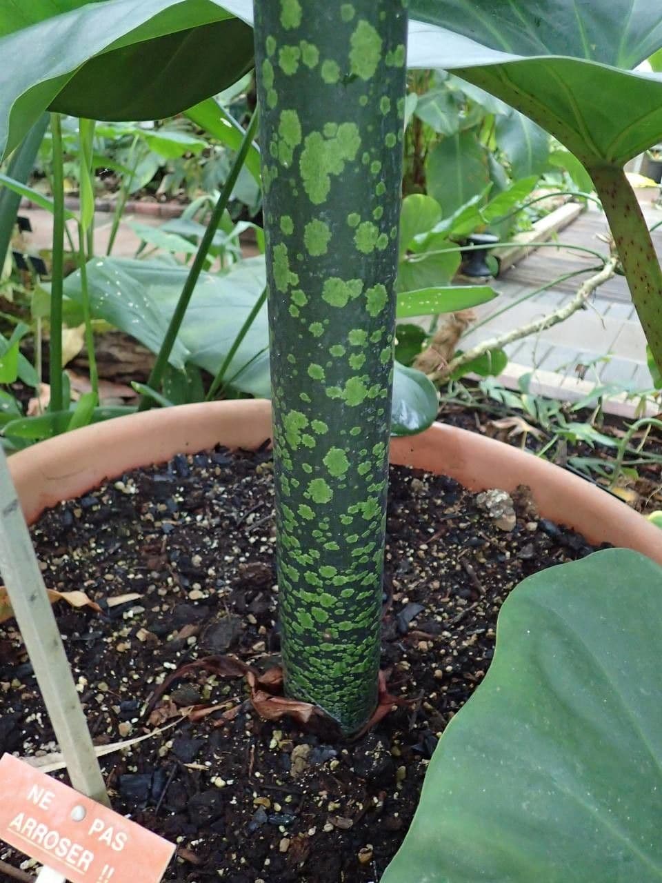 Amorphophallus titanum titan arum giant flower bloom