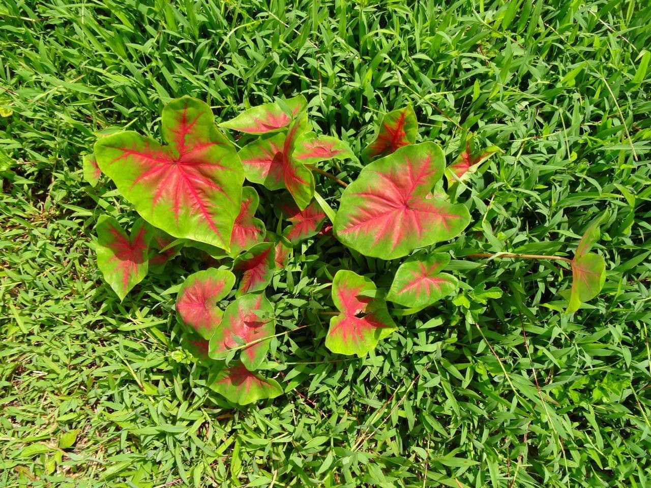 Caladium bicolor met rode en wit bladeren