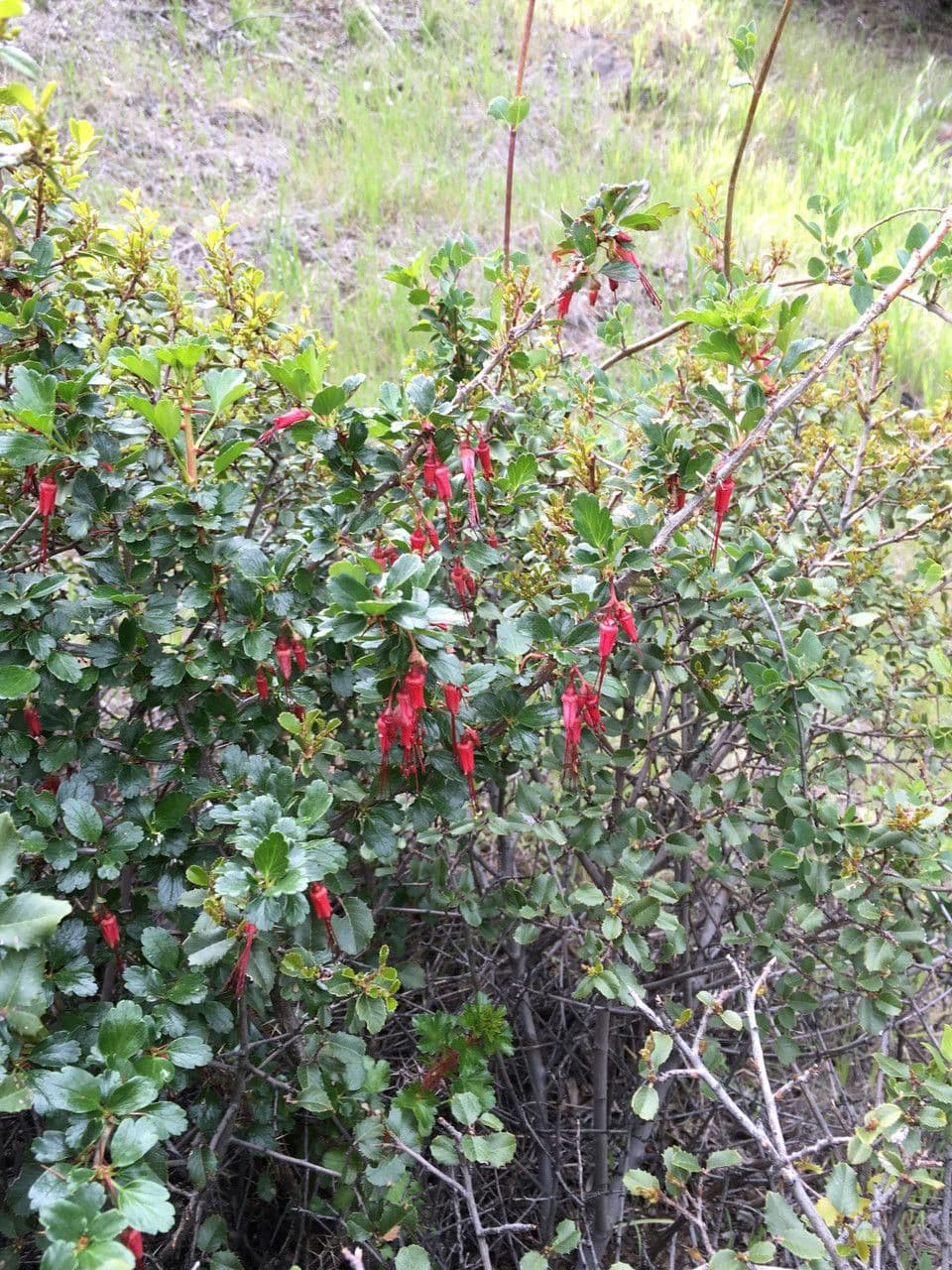 Fuchsia-bloem gooseberry (Ribes speciosum) met karakteristieke rode bloemen