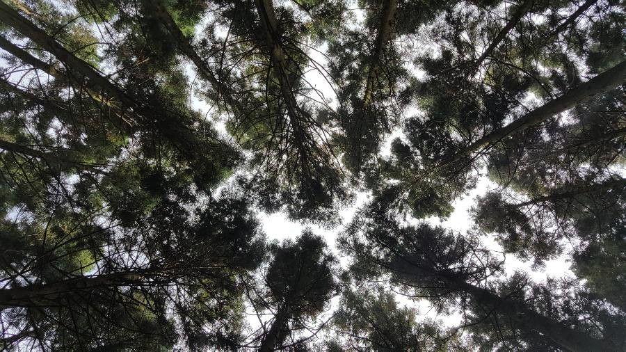 Cryptomeria japonica in volle groei op een zonnige tuinlocatie