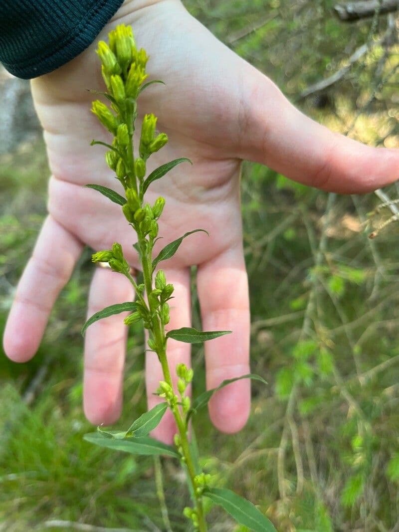 Solidago puberula flaumige Goldrute mit goldgelben Blutenrispen im Sandgarten