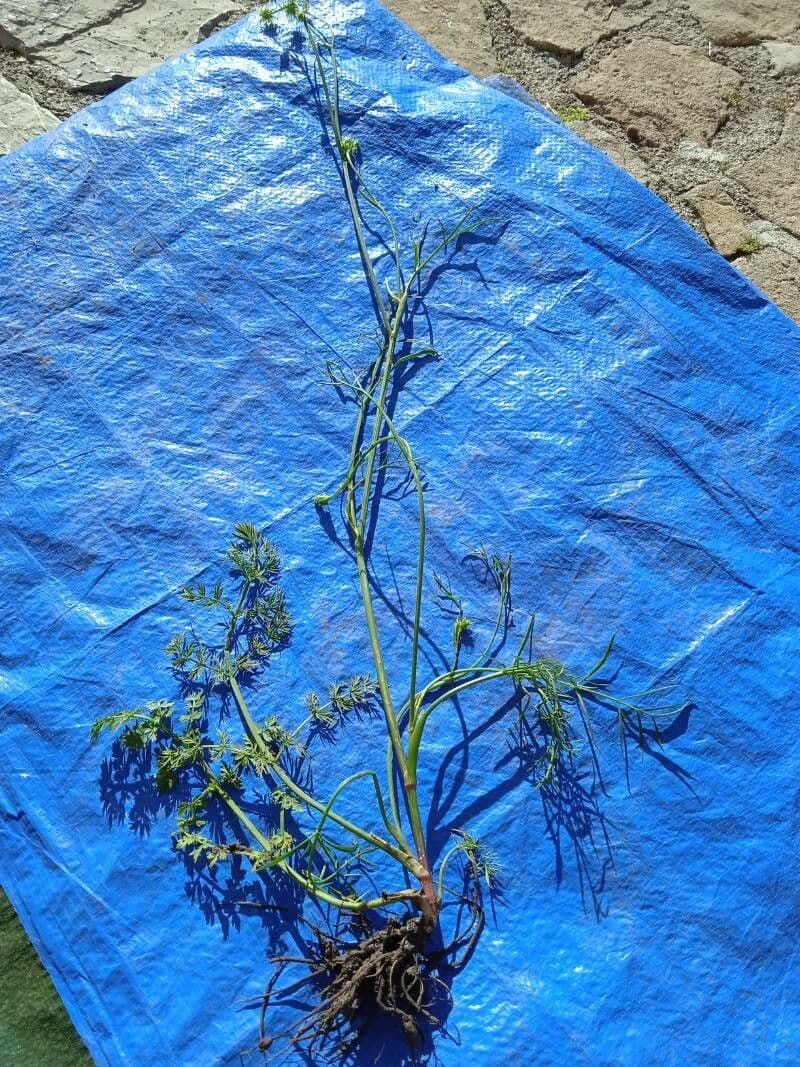 Varkenskervel-torkruid (Oenanthe peucedanifolia) met witte bloemen in vochtige omgeving