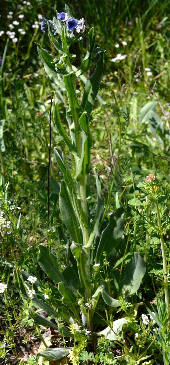Cynoglossum creticum langue bleue avec fleurs bleu azur