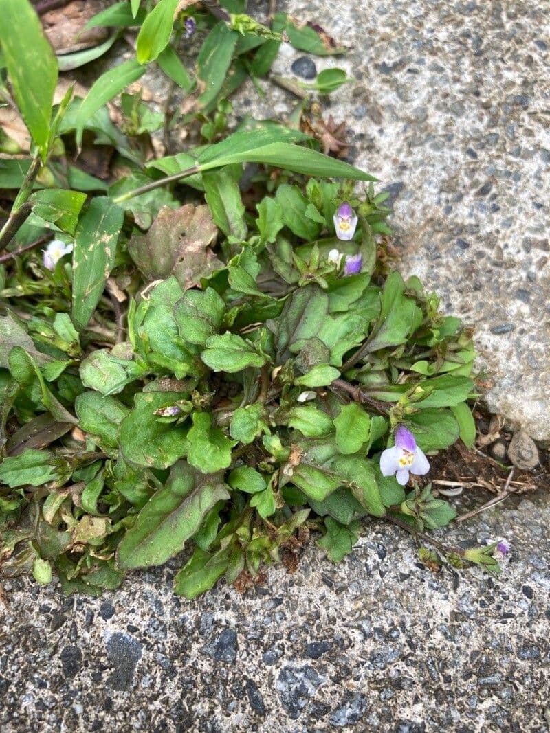 Plante mazus du Japon avec fleurs violettes