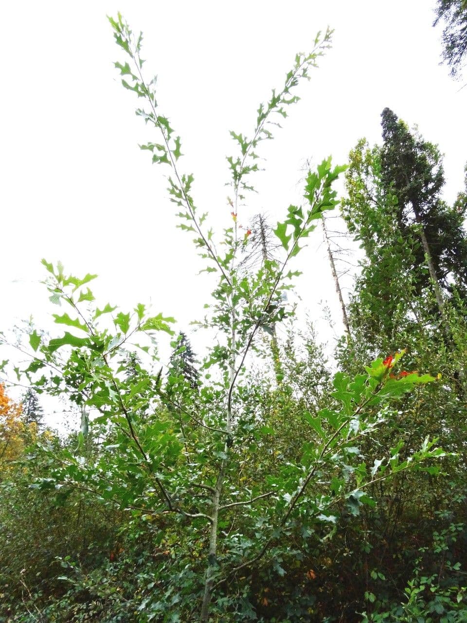 Chene Rouge des Chisos avec feuillage automnale rouge