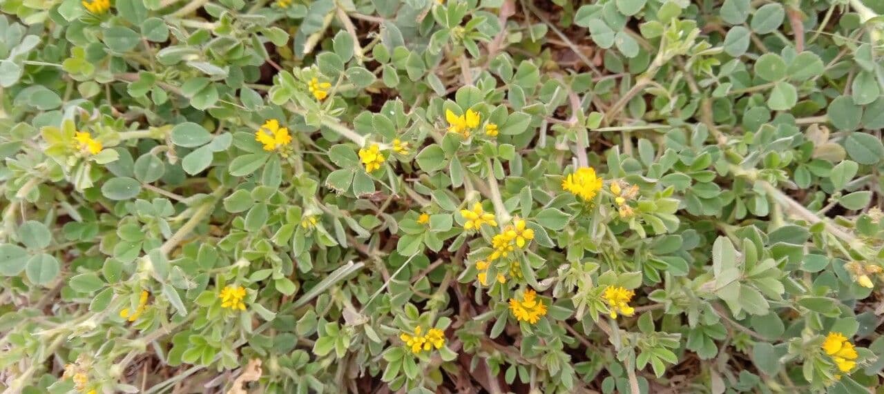 Little bur-clover with yellow flowers and miniature hooked seed pods