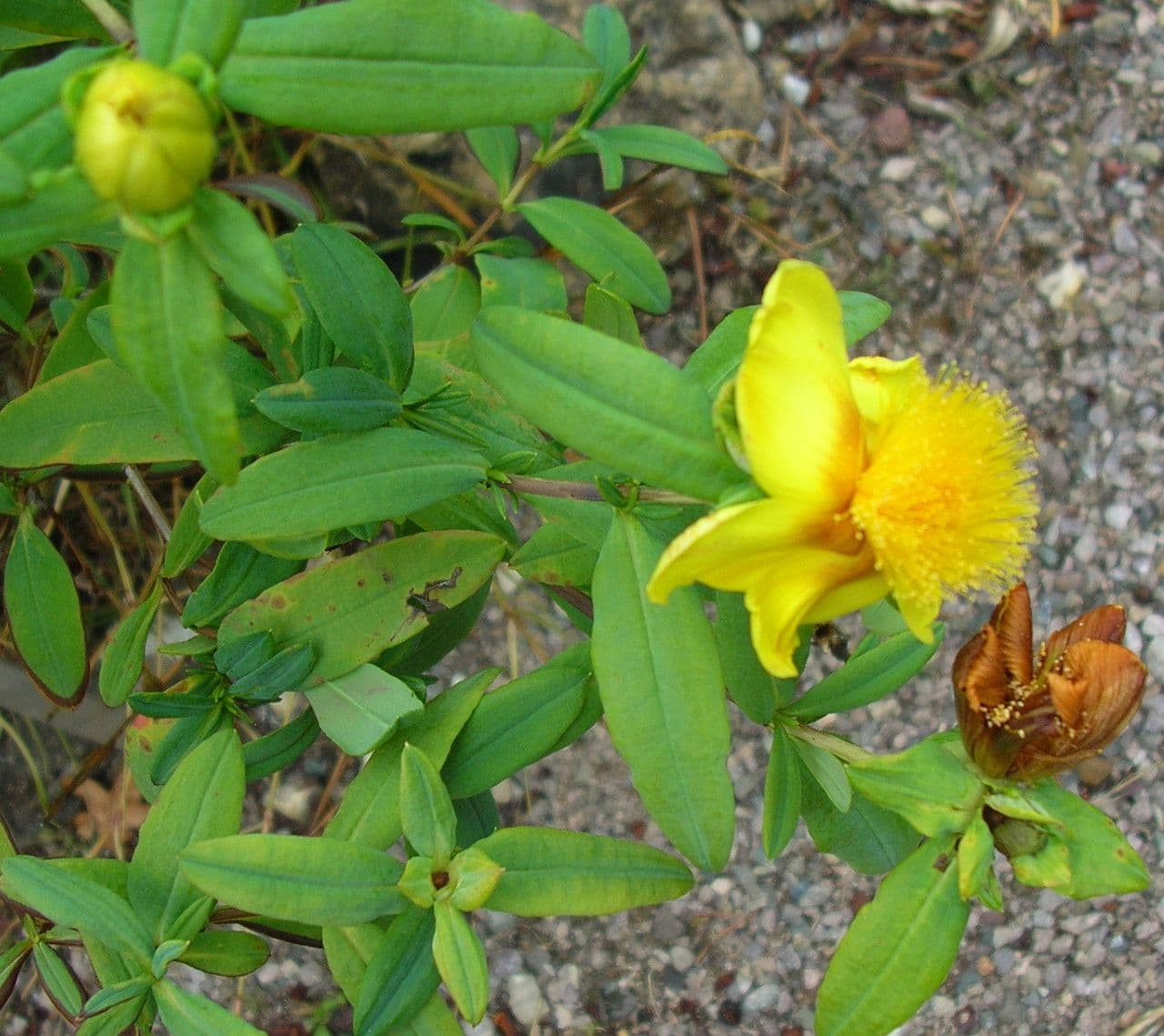 Fleurs jaunes dorées d'Hypericum frondosum en été