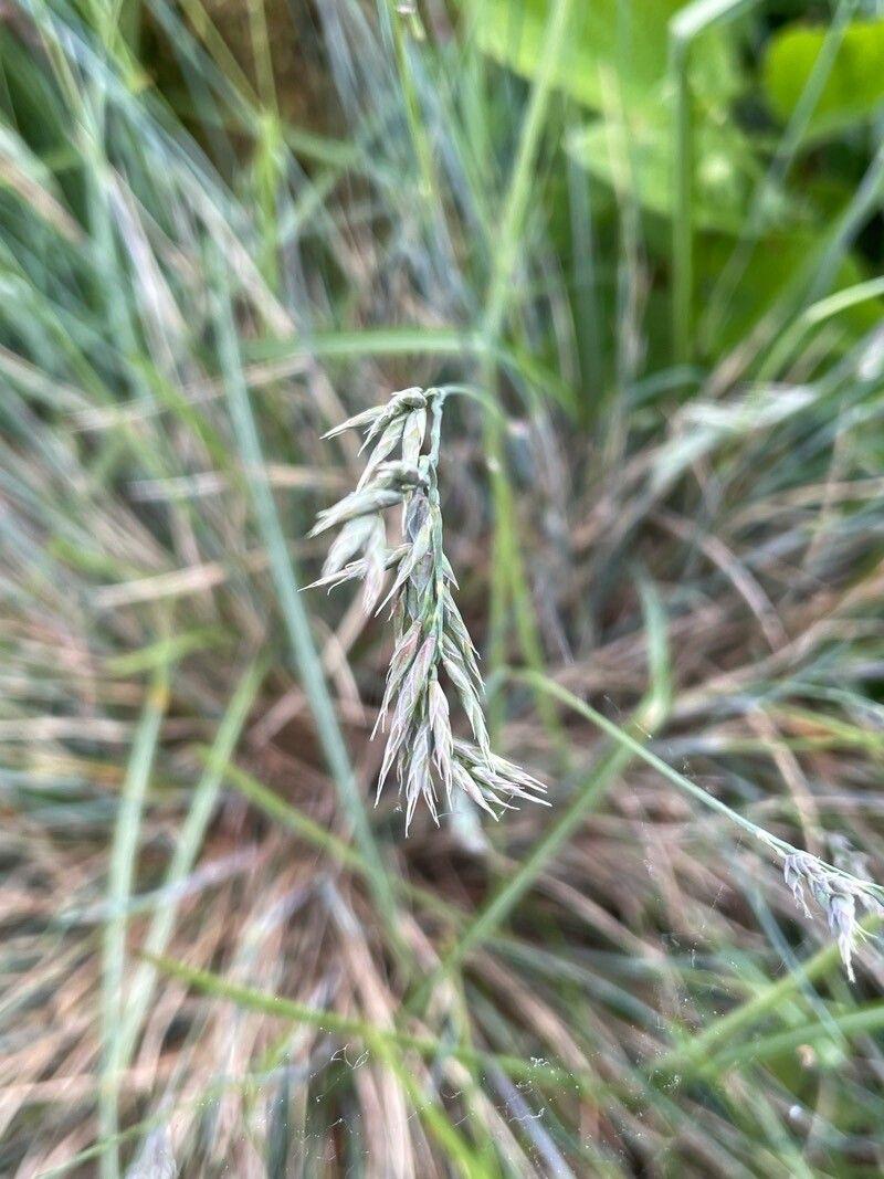 Touffe de Fétuque améthyste avec hampes fleuries violacées en plein soleil