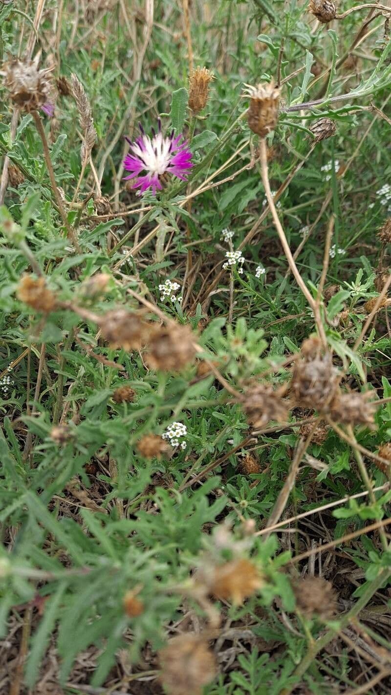 Centaurea aspera montrant des epis floraux violets dans le paysage mediterraneen