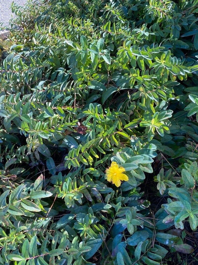 Rose-of-Sharon with large yellow flowers and glossy green foliage
