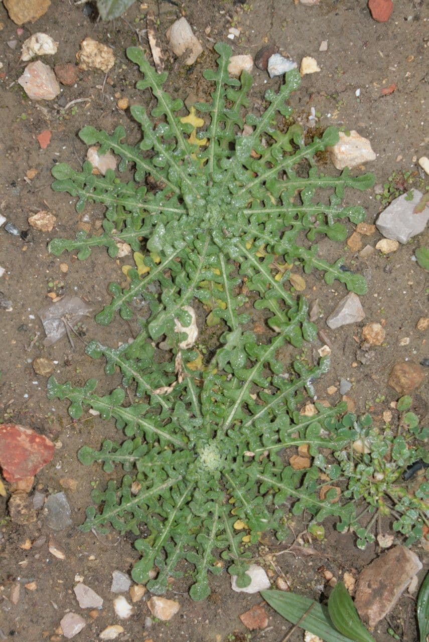 Centaurea melitensis flower with yellow florets and sharp thorns