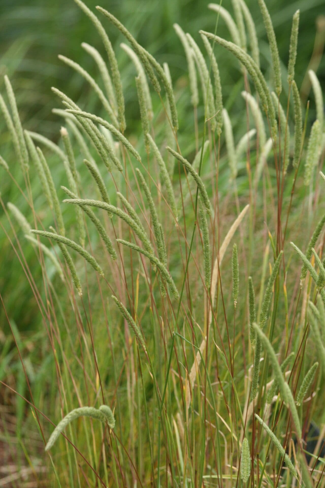 Épis floraux de Phleum hirsutum sur un pré alpin