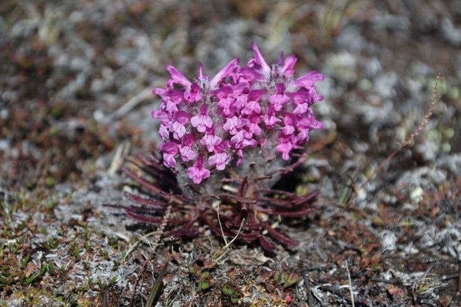 Pedicularis lanata showing dense white woolly hairs and pink hooded flowers on an arctic tundra slope