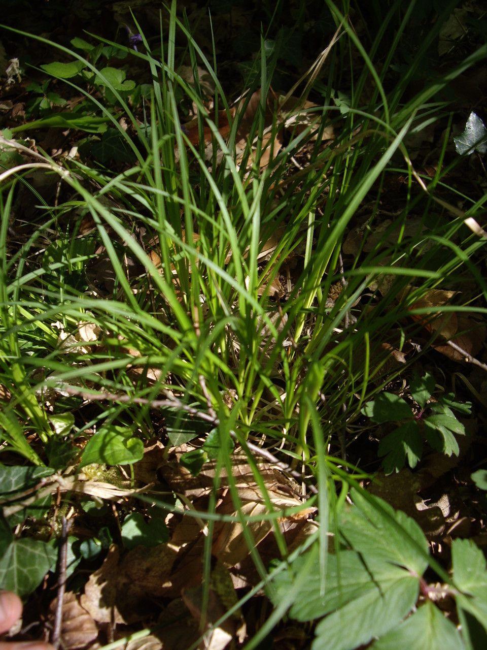 Carex montana im Wald, mit feinen, hellgrünen, bogenförmigen Blättern im Frühjahr