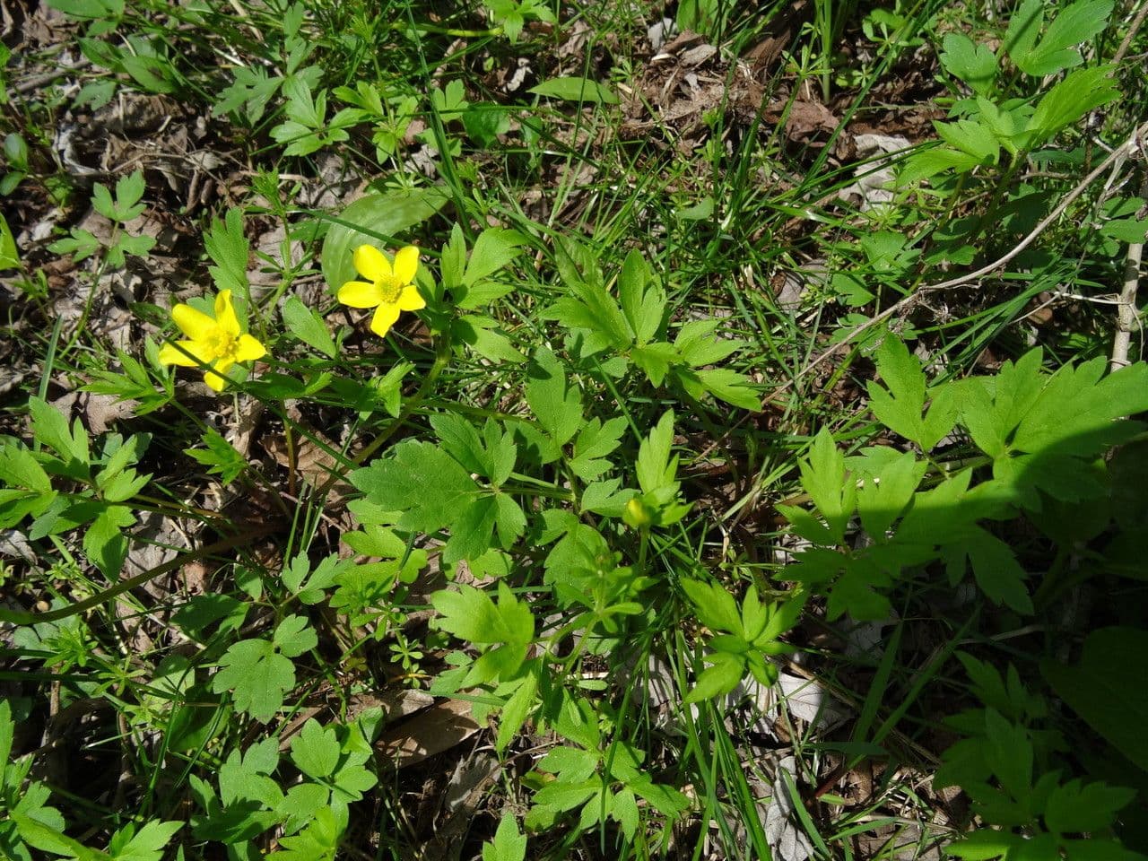Ranunculus hispidus rauhhaariger Hahnenfuss gelbe Blueten am Teichrand