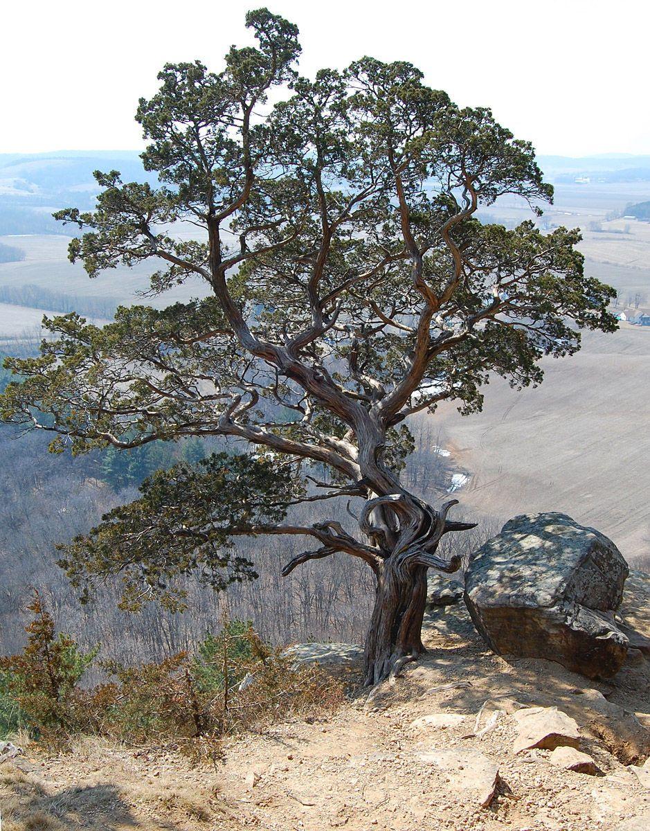 Virginischer Wacholder in voller Entwicklung auf sonnigem Rasen, mit charakteristischer rotbrauner Schale und dichtem grünem Laub