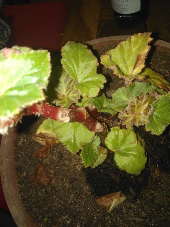 Plante Begonia hirtella avec feuilles poilues et fleurs roses