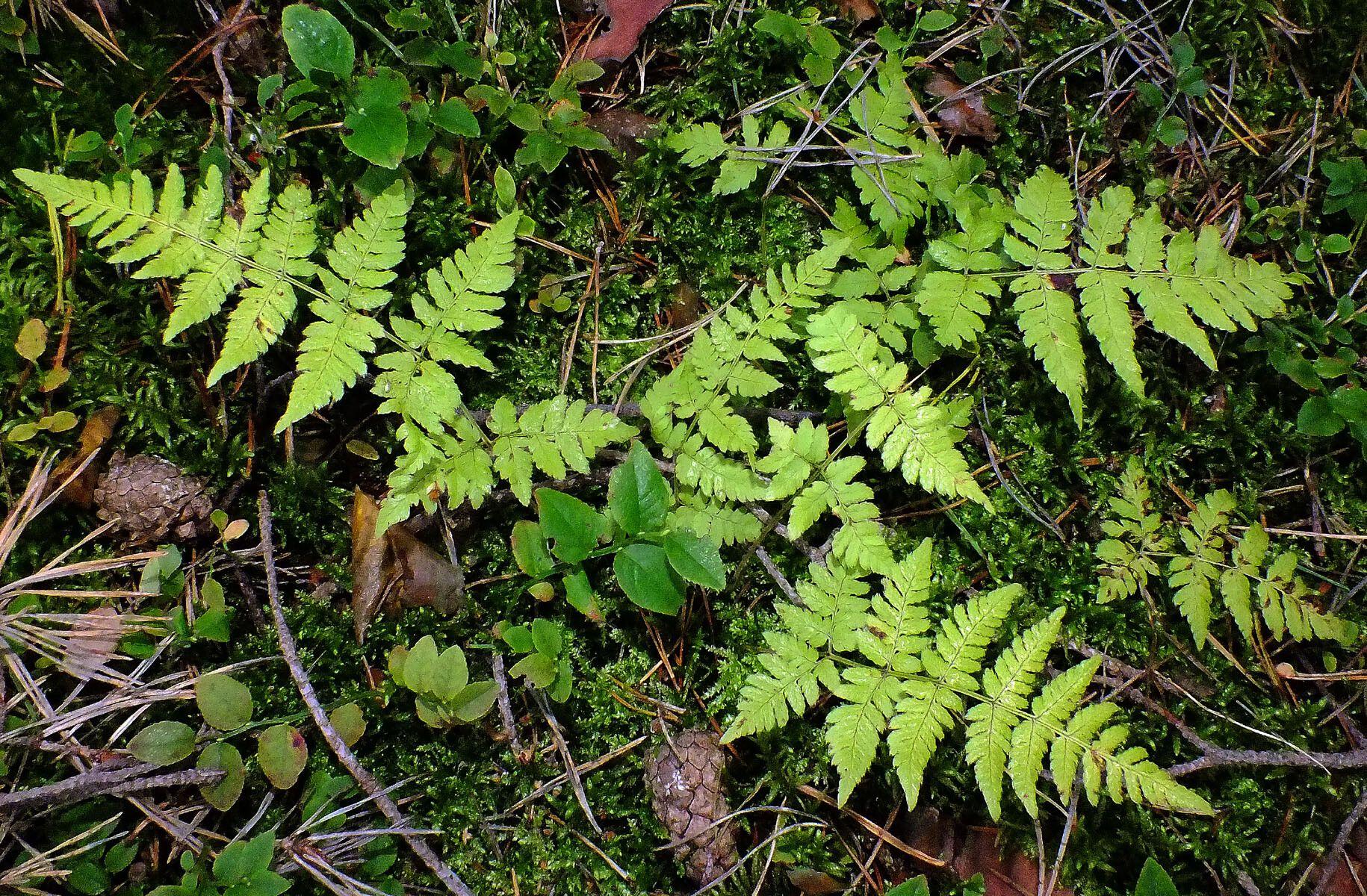 Smalle stekelvaren in een bosachtige tuin met donkergroene, gefronste bladeren