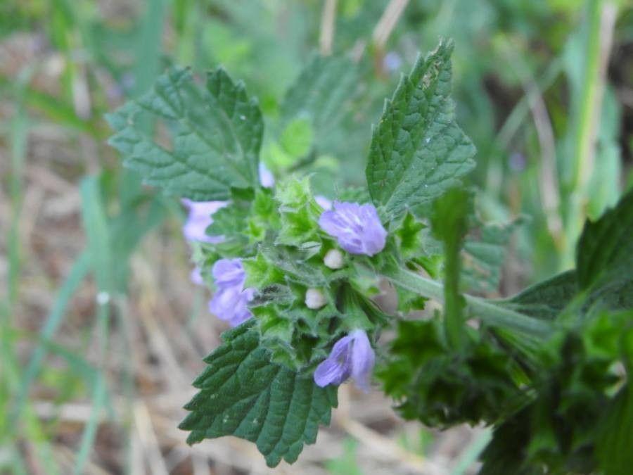 Black horehound with purple flowers in a sunny border garden