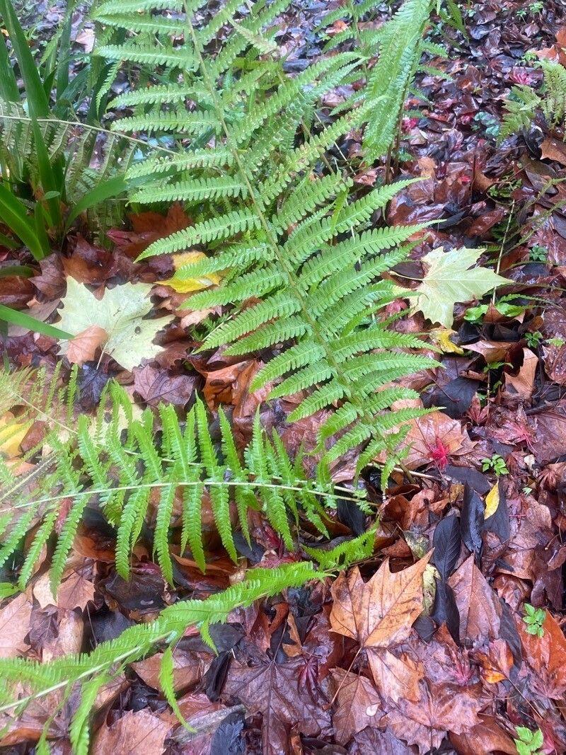 Fougère mâle en pleine forme dans un coin ombragé du jardin, entourée de mousse et de feuilles mortes