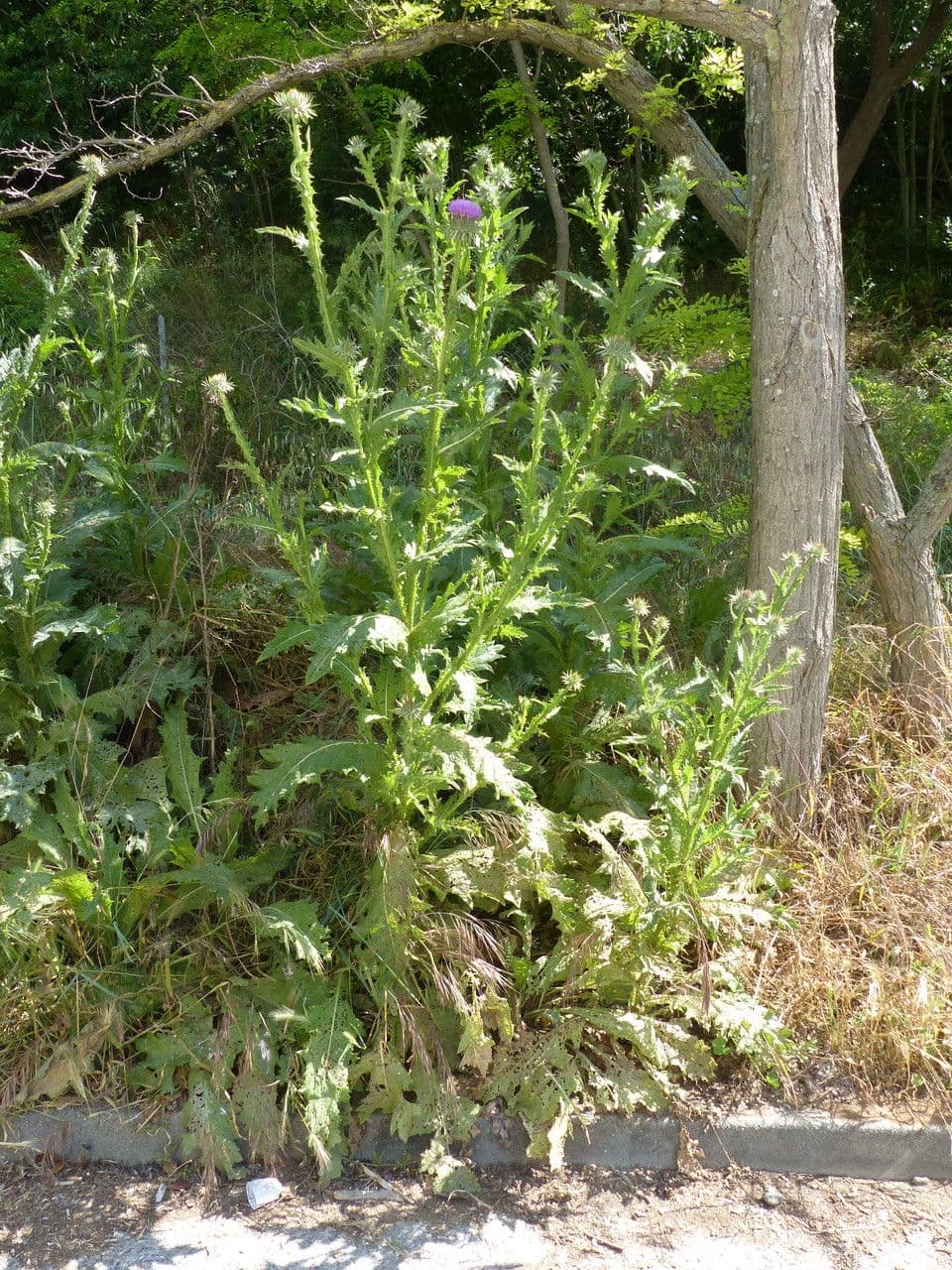 Onopordum tauricum tauriese distel met paarse bloemen in nat veld
