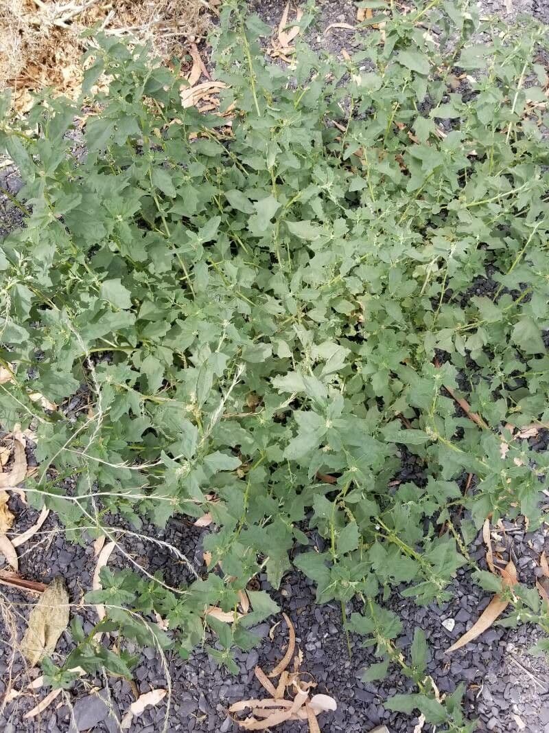 Rot-purpurnes Laub der Rosen-Melde Atriplex rosea