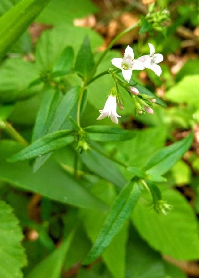 Gratiola neglecta plant met bloemen