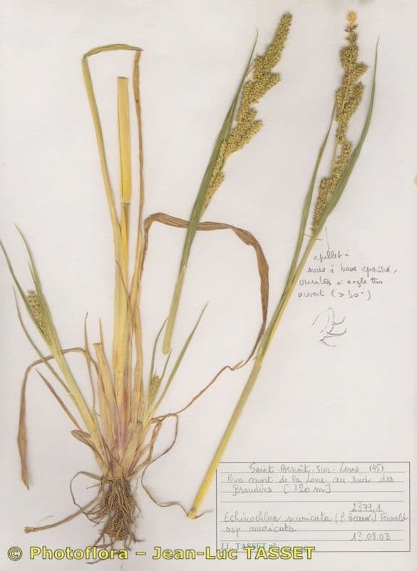 Rough barnyard grass in full growth with rigid spiky seed heads